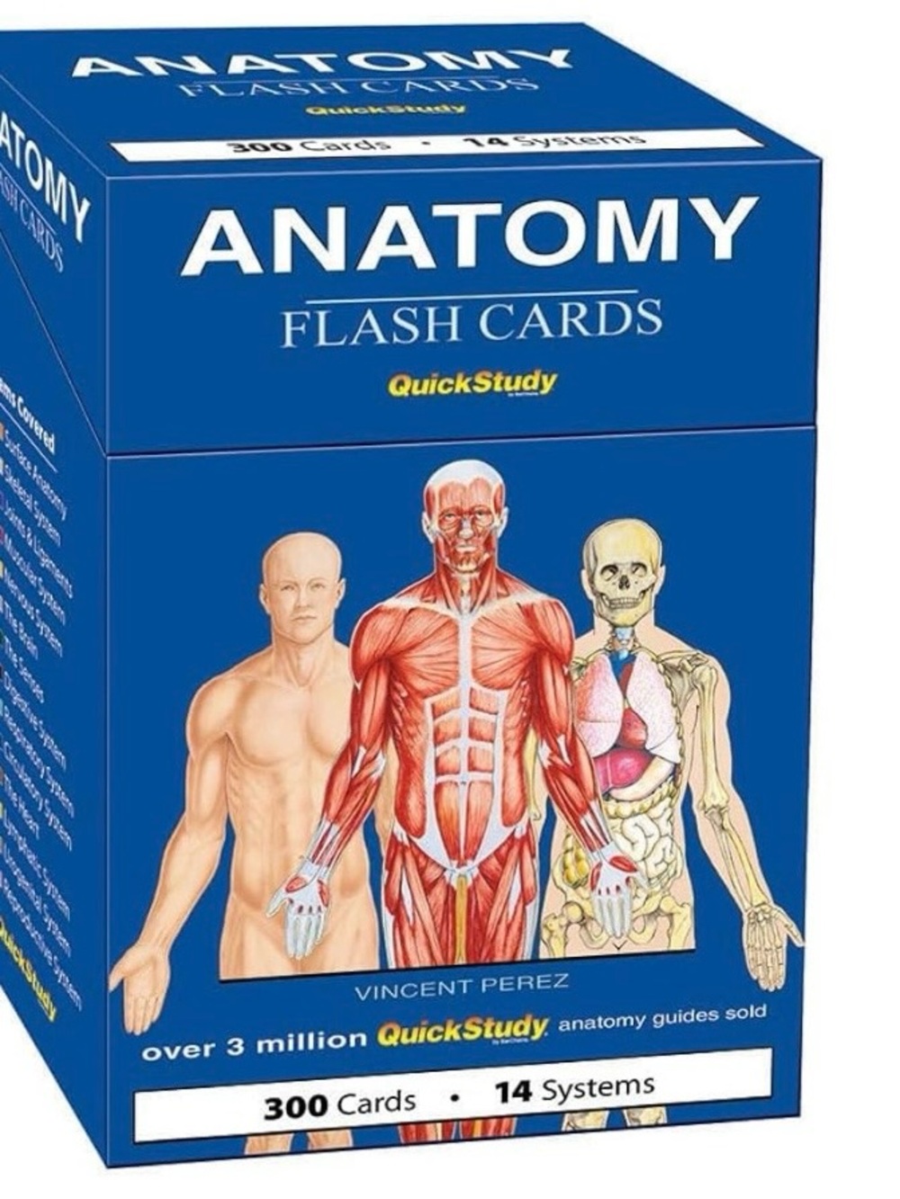 Quick Study Anatomy Flashcards by Vincent Perez